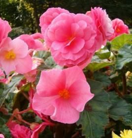 盆栽|此花颜值不输玫瑰,花期长达180天,是家庭盆栽佳品!