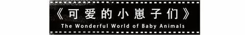 「小豹猫」啊啊啊不行了我被这部「猛男必看」萌化了