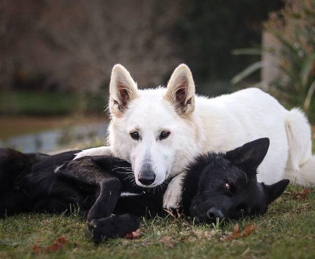  「婚纱照」「黑白牧羊犬」的婚纱照萌化你的心！