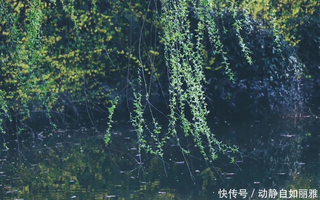  【竟然】杨柳科“美丽烦恼”的原形，竟然是它