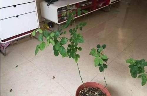 「以如果我们」家里的盆栽造型杂乱,学会如何处理,盆栽爆盆无黄叶