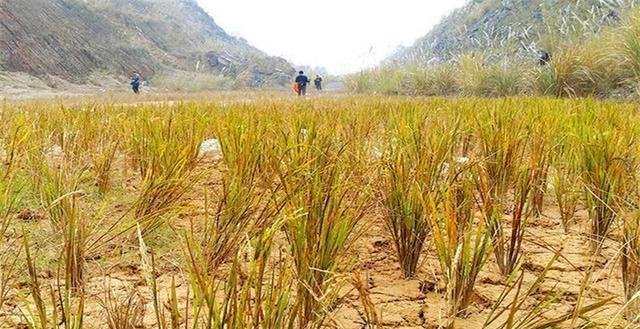 这座高速大桥投资47亿，如今却被迫荒废，村民还在桥上种了庄稼