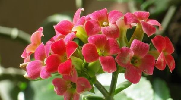  「花满盆」长寿花满盆都是花苞，却不开，教你几招“催花术”，管用