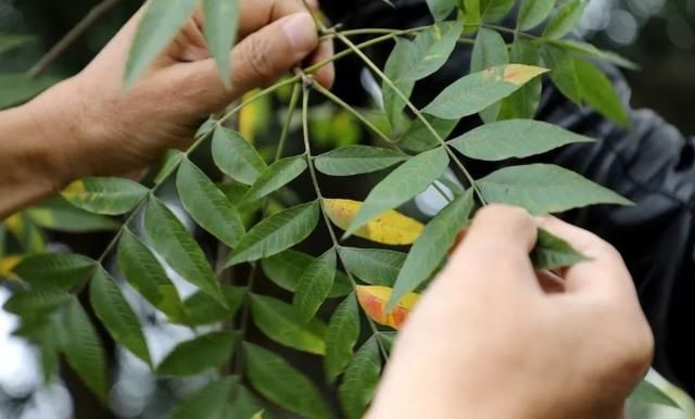 东乡区发现黄连木群落，树龄最大150年以上