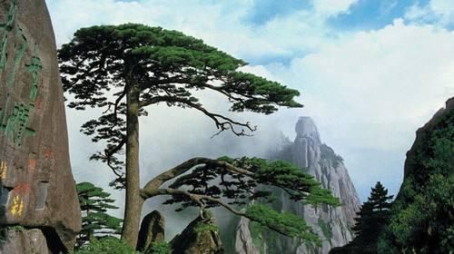 中国拥有国内之最和世界之最的两棵树，一颗在安徽，一颗在浙江