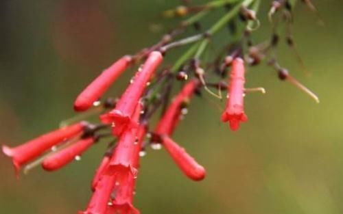  爆仗|爆仗竹“不懂事”，老是不开花？“一刀”剪下去，花开一串又一串