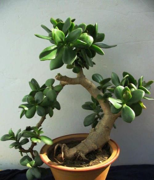  【小苗】养玉树，用这一方法，小苗长成一棵小树，叶多枝壮，还能变多棵