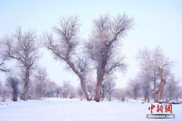 新疆乌尔禾雪盖胡杨林似水墨殿堂