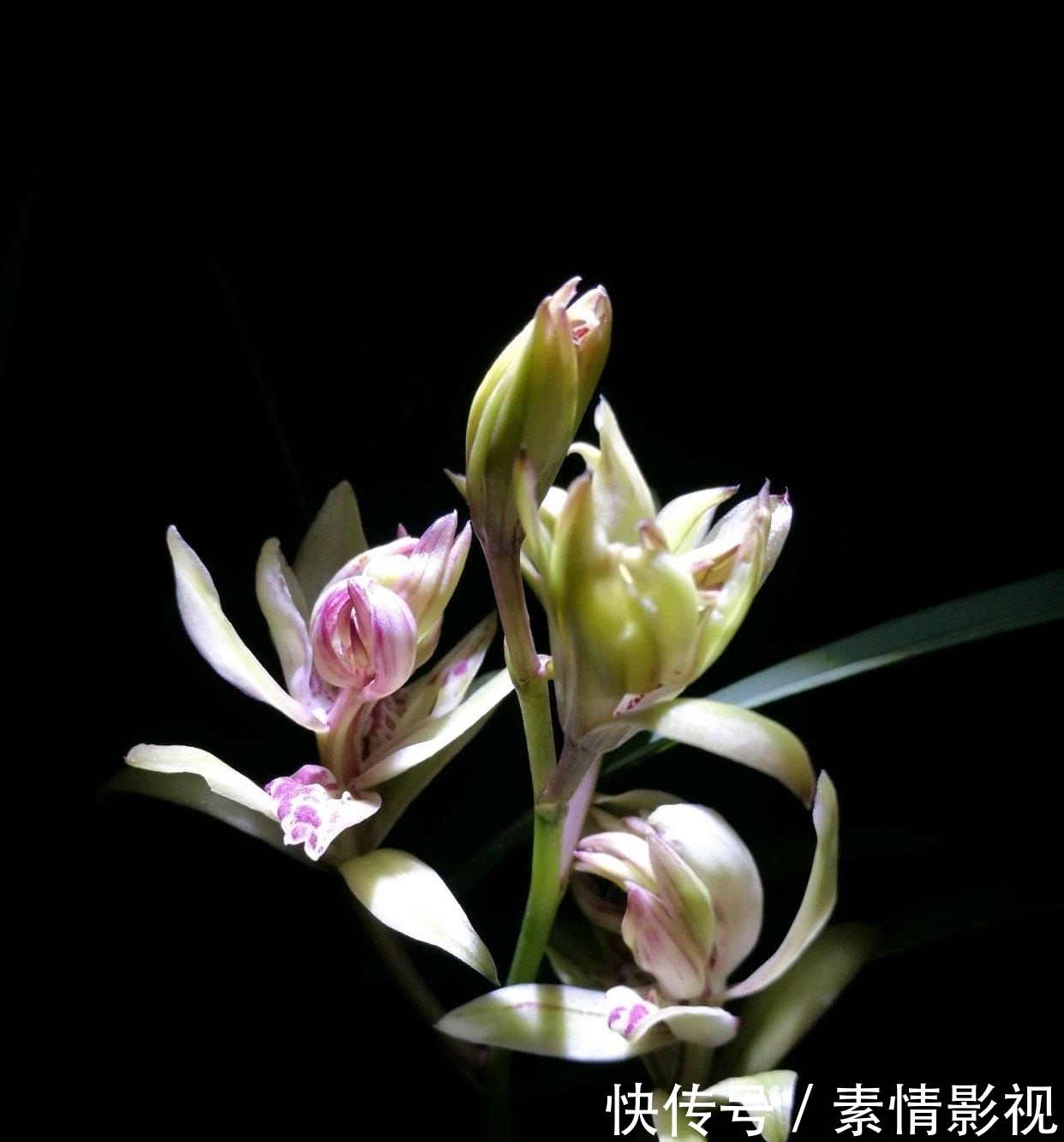 气质:此花,颜值不输玫瑰,气质远胜荷花,好养耐活,值得入手!