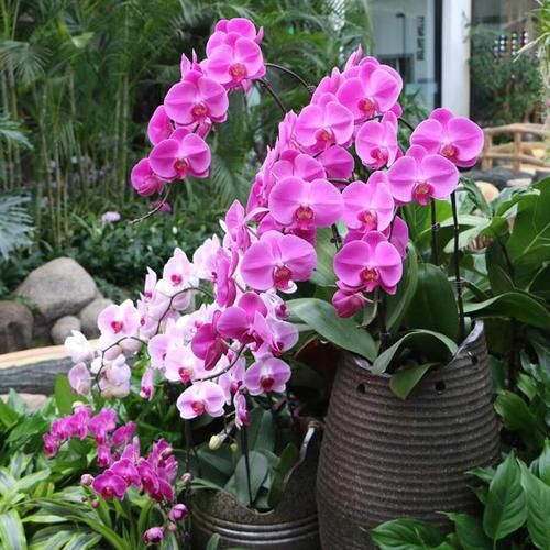  「水苔」这花真“娇气”，杜绝用“土养”，不然一浇水“全烂根”
