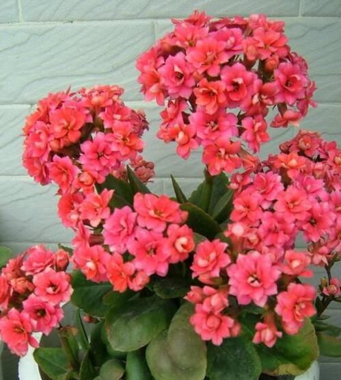 『养花』最厉害的养花营养液:给长寿花喝一勺,花苞一茬接一茬!