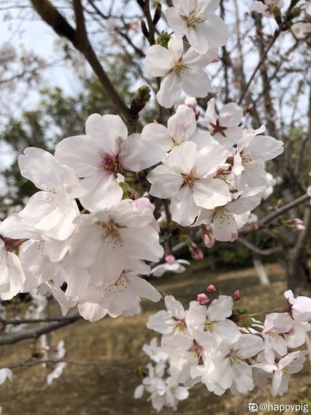  开出漂亮■阳春三月，出门踏青，原来有这么多漂亮花！