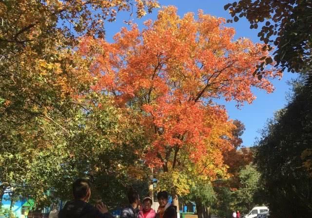 北京西山十二景之“深秋红叶”，如期而至！