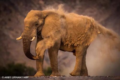 难得一见的大象奇特行为，2018国际摄影大赛获奖作品