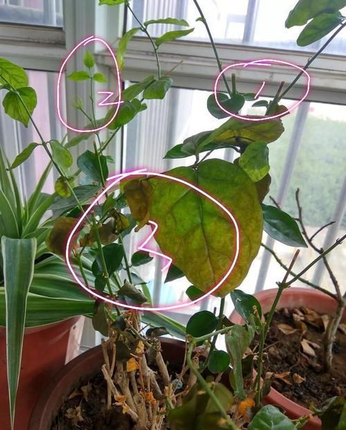  [枯萎]封闭阳台养护的茉莉花掉叶枯萎怎么办？老花匠只需一招，快速爆盆