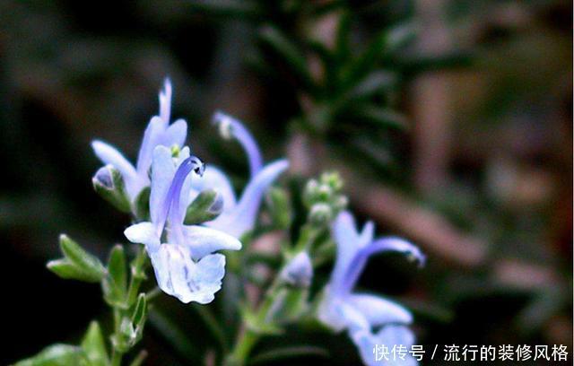 『聊红槐』3种花非常适合家养,养护简单不操心,开花艳丽能爆盆,漂亮极了