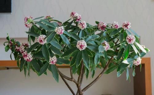  『烂漫』此款花卉比玫瑰还美，漂亮且花期长，烂漫迷人，开花娇艳惹人爱