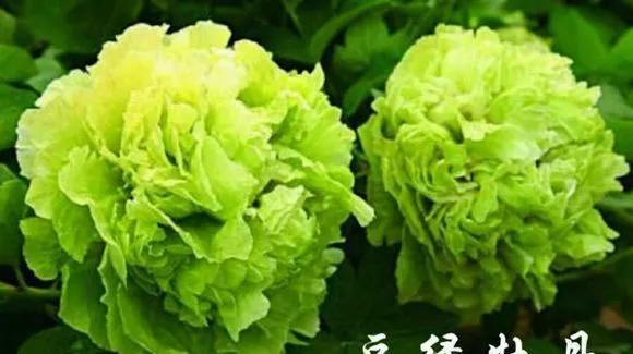  『牡丹』芍药和牡丹的区别图,看懂图就能轻松区分出来!