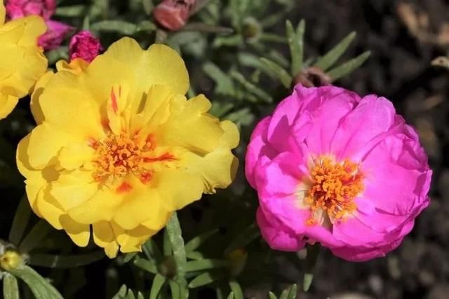  「充足的光照」容易开花、耐养、易繁殖的7种盆栽植物，光照充足的阳台多种几盆