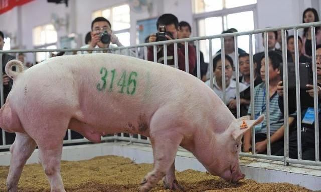 农村未来5年，养殖业会发生怎样的改变，19年养殖户请做好准备