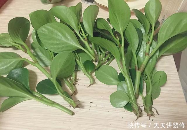  [图片作者]15种超级好养的花，不死鸟居然不是第一，“养花杀手”们试一试吧