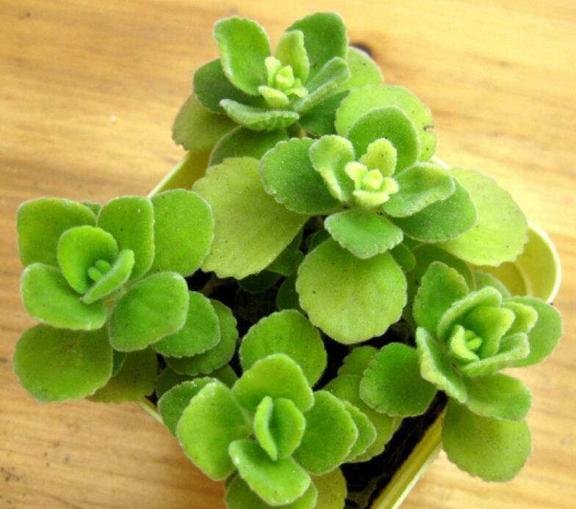  #肥嘟嘟#这花一碰就有苹果香，人称“楚留香”，叶子肥嘟嘟，小巧惹人爱！