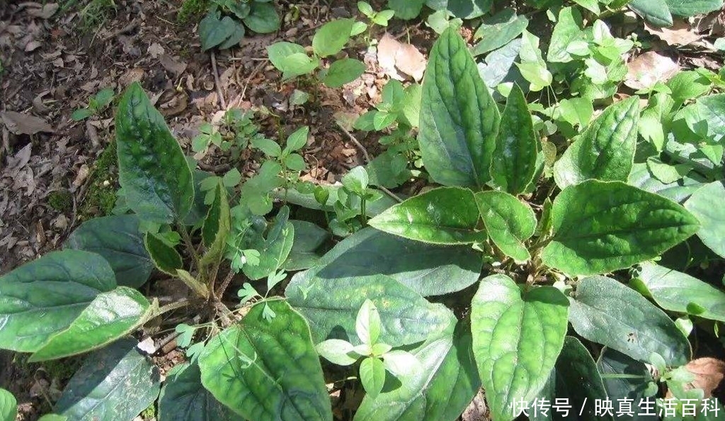 一种植物，个子不大，价值不小，如今一斤60元，走路小心，别踩着