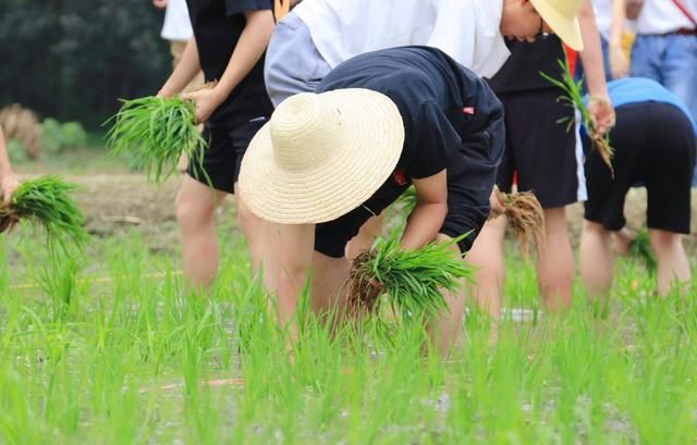  「补贴」下半年，农村将迎来三项补贴，农民朋友别给忽略了
