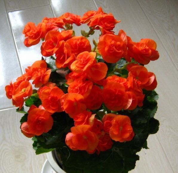  开爆■初夏就养这些花，好养活不费心，轻轻松松开爆盆，枝头窜满花苞