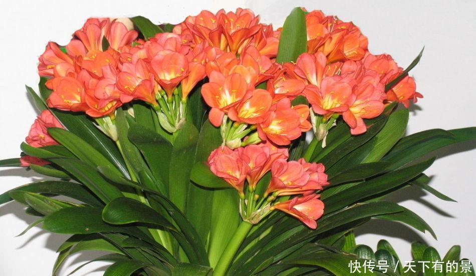  「适合」3种花卉，花色艳丽，花期长，适合在室内养护，是家中养花必备