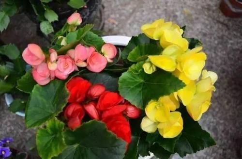 「要注意」9种折个枝叶就能扦插的花卉，又能省不少了！