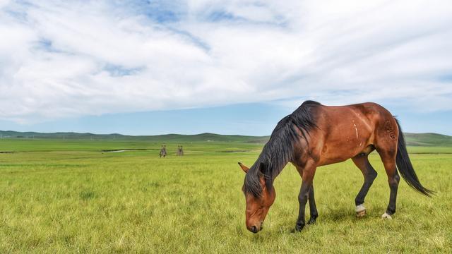 中国最大的草原！面积堪比一个浙江省，风景美到让人惊艳