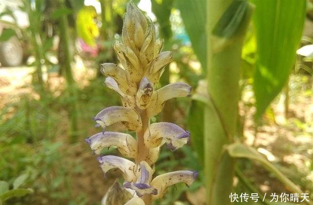  人工种植@它无根又无叶，只能寄生在蒿草上，价值十分珍贵，见到