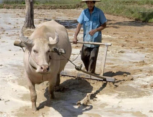  「处置」农民开垦荒地种植，这些多出来的土地，该怎么处置呢？