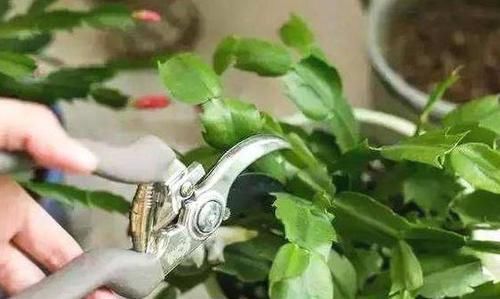  「接一波」做好4点，蟹爪兰一波接一波的开花，照样迎来繁花似锦的'春天'