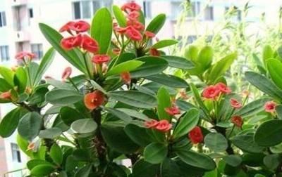  #开花#你家的虎刺梅为什么不开花,这几点你做到了吗?