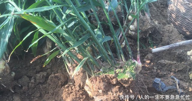 农民不种小麦种这货，亩产超6000斤，收入是种小麦的七倍以上