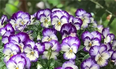  『三色堇』1种好看好养的花，一年四季都开花，养在阳台变花海