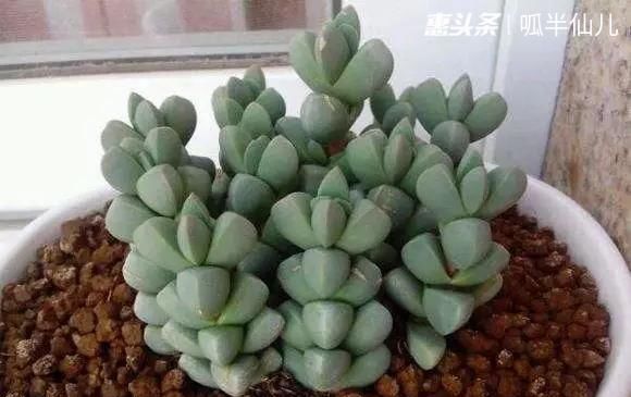  #上名#傻傻分不清的多肉，就看它这儿，一眼就能叫上名！