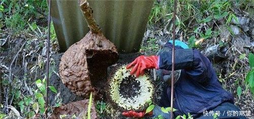 在农村，发展这些项目大有钱途，可很多人却是看不起，痛失商机啊