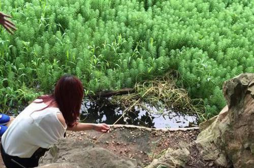 罗非鱼:这种鱼多在臭水沟、颜色鲜丽,且煮不烂,广州人叫做“花手巾”
