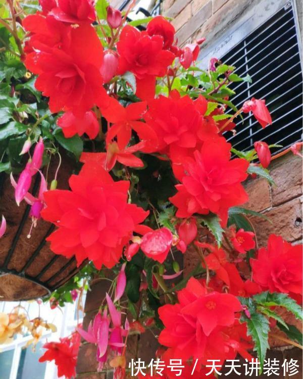 「漂亮」花卉中的“另类”,一蒂两花、一雌一雄,既像牡丹又像茶花