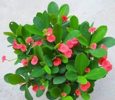  #白色乳汁#养花别随便，这3种花带有“毒汁”，室内不能养，千万别忽略