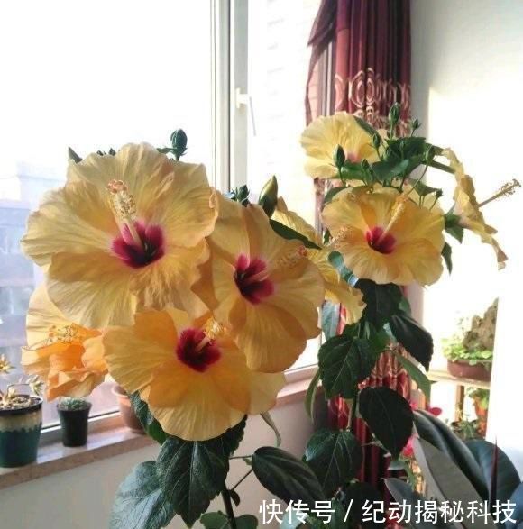 「养花」春季养花,养这4种最美花卉,阳台摆上几盆,夏天开成大花园
