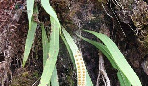 它长在石缝里， 叶背自带“金珠”， 常被误认成病草， 却价值珍