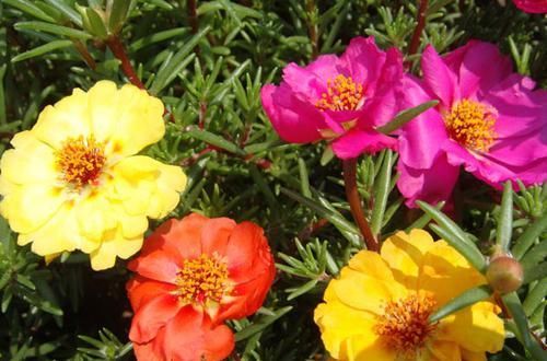  家里■这四款植物养在家里，轻松爆盆，阳台变花园，花朵蹭蹭地冒