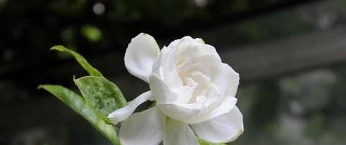  『换土』新买来的栀子花，怎么换盆换土，有技巧！