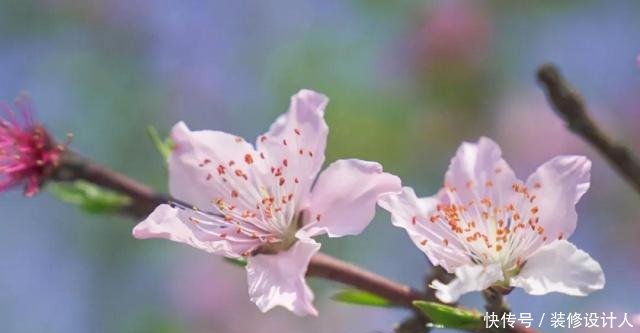 饮下一片春光 ｜ 醉美杭州四月天