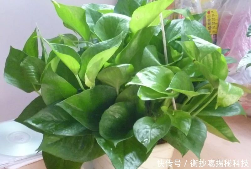 小妙■养花小妙招,花开爆满盆
