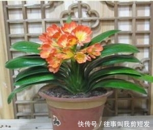 新一年就养“镇宅树”，家里好运连连，植物长得还旺！